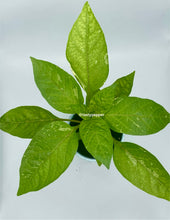 Load image into Gallery viewer, A potted live plant with striped green-and-white variegated leaves