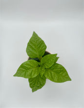 Load image into Gallery viewer, A single Dragon Breath pepper plant with green leaves, displayed against a white background.