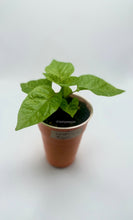 Load image into Gallery viewer, A single Dragon Breath pepper plant with green leaves, displayed against a white background.
