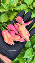 Load image into Gallery viewer, Peach Fried Ghost Pepper Seeds