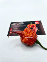 Load image into Gallery viewer, Ripe Gator Jig-Saw Orange superhot pepper pod for pepper seeds