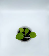 Load image into Gallery viewer, Golden Berry live plant growing in a nursery cup