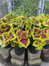 Load image into Gallery viewer, Kong Pink Salmon Coleus live plants with colorful pink and green foliage