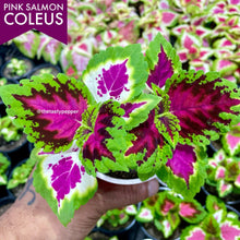 Load image into Gallery viewer, Kong Pink Salmon Coleus live plant with vibrant pink and green leaves