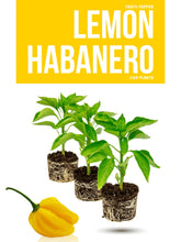 Load image into Gallery viewer, Lemon Habanero pepper plant
