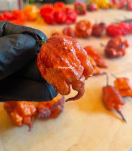 Load image into Gallery viewer, Ripe Gator Jig-Saw Orange superhot pepper pods