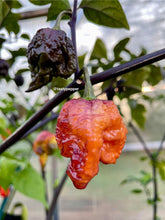 Load image into Gallery viewer, Gator Jig-Saw Orange pepper pods ripening on the plant