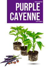 Load image into Gallery viewer, Purple Cayenne pepper plant with purple foliage and peppers