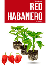 Load image into Gallery viewer, Red Caribbean Habanero pepper plant