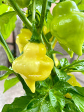 Load image into Gallery viewer, Unripe White UFO pepper pods growing on the plant