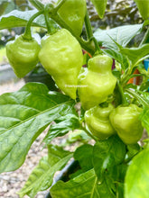 Load image into Gallery viewer, White UFO pepper pods growing on a healthy pepper plant