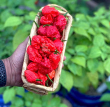 Load image into Gallery viewer, Basket of ripe Carolina Reaper peppers