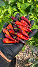 Load image into Gallery viewer, Black Naga Twister peppers in red and dark purple with @kingtaliipeppers watermark