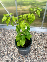 Load image into Gallery viewer, Dragon Breath pepper plant in a pot near greenhouse