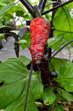 Load image into Gallery viewer, Naga Twister superhot pepper with twisted wrinkled pods
Rare Naga Twister hot pepper grown by Kingtalii Peppers
