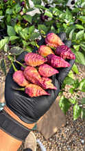Load image into Gallery viewer, Pockmark Peach pepper harvest with @kingtaliipeppers watermark