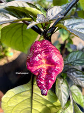 Load image into Gallery viewer, Pockmark Peach live pepper plant grown by Kingtalii Peppers