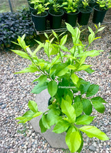 Load image into Gallery viewer, Young Eureka lemon plant in a pot