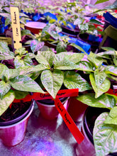 Load image into Gallery viewer, Ghost Pepper seedling growing inside a grow tent