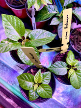 Load image into Gallery viewer, Lemon Habanero pepper seedling growing indoors under grow lights