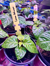 Load image into Gallery viewer, Young Lemon Habanero pepper plant growing indoors in a grow tent