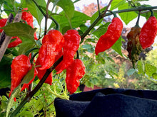 Load image into Gallery viewer, Healthy Bhut Jolokia Ghost Pepper live plant