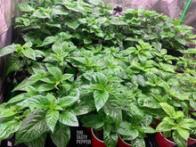 Load image into Gallery viewer, Ghost Pepper live plant ready for transplanting