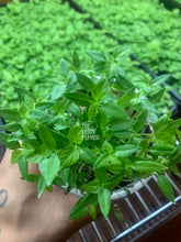 Load image into Gallery viewer, Multiple Carolina Reaper Live Plants in a solo cup