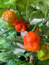 Load image into Gallery viewer, Carolina Reaper pepper plant with orange pods