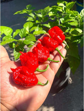 Load image into Gallery viewer, Fresh red Carolina Reaper pepper pod