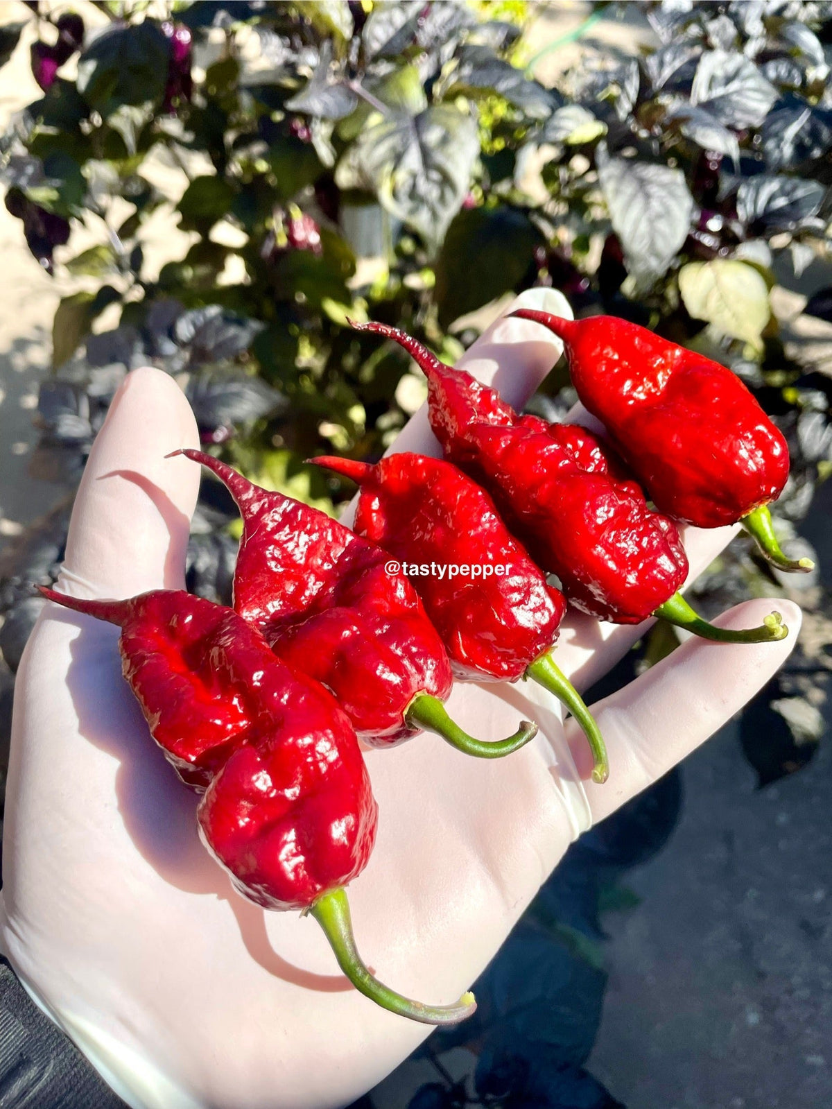 🌶️ The Ultimate Guide to Growing Pepper Plants.