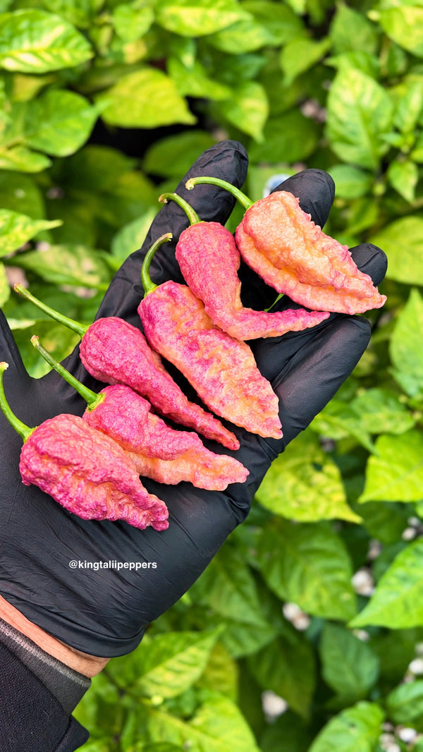 Kingtalii Genetics