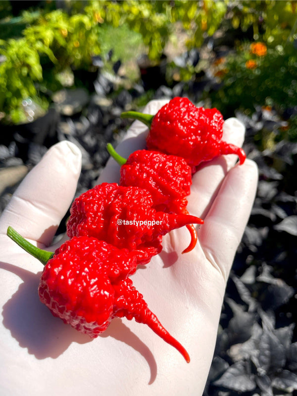 Super-Hot Pepper Seeds