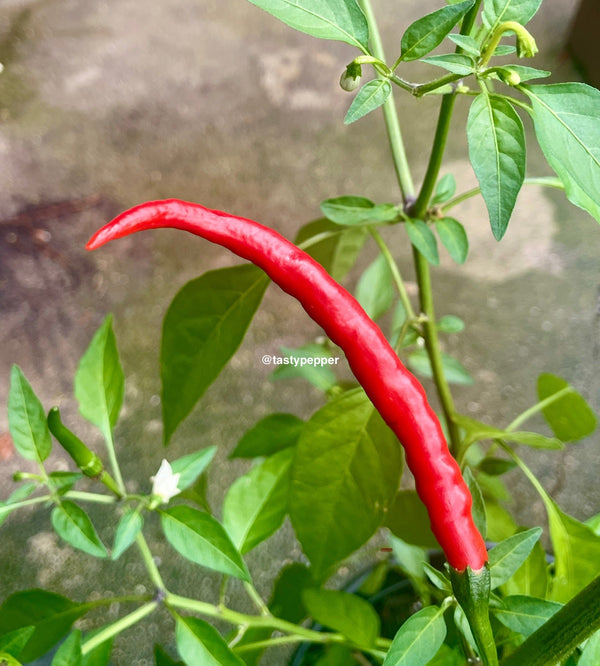 Medium Hot Pepper Seeds