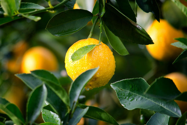 Tasty Citrus™