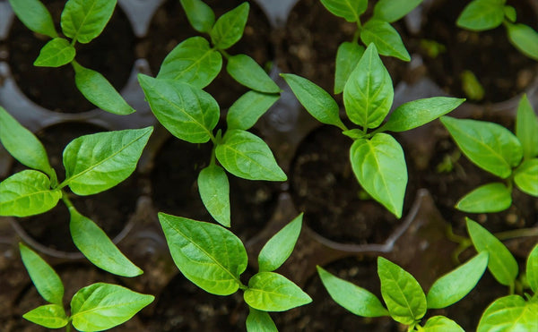 All Pepper Plants