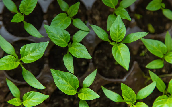 Pepper Plants