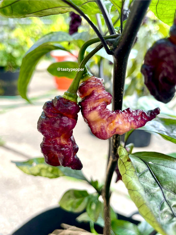 Super-Hot Pepper Plants