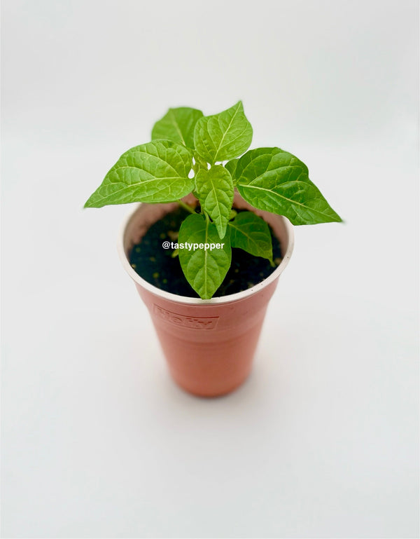 Hot Pepper Plants