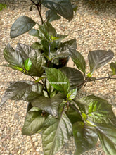 Load image into Gallery viewer, Adrenaline F3 mature pepper plant flowering in 2.5-gallon pot, close-up view
