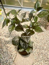 Load image into Gallery viewer, Adrenaline F3 pepper plant in 2.5-gallon pot, mature and flowering