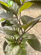 Load image into Gallery viewer, Adrenaline F3 close up with peppers blooming