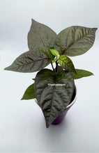 Load image into Gallery viewer, A potted Adrenalina F3 pepper plant with dark green leaves and a purple tinge, against a white background.