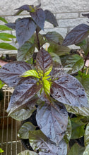 Load image into Gallery viewer, Young Adrenalina pepper plant showing healthy foliage in a 1 gallon pot