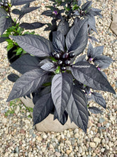 Load image into Gallery viewer, Black Pearl pepper plant with dark purple &amp; green leaves and small black fruits on a pebble background.