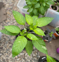 Load image into Gallery viewer, Variegated young pepper plant with water droplets on the leaves, set against a blurred background of other plants.