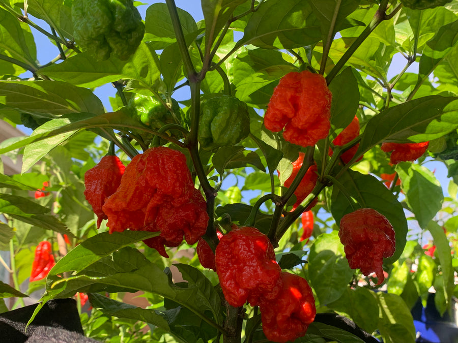 Carolina reaper