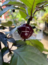 Load image into Gallery viewer, Cheiro Roxa pepper pod ripening purple on the plant