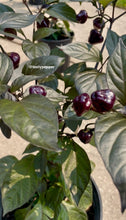 Load image into Gallery viewer, Cheiro Roxa purple pepper pods growing on the plant