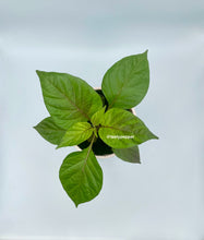 Load image into Gallery viewer, A potted Cheiro Roxa pepper plant with vibrant green leaves and purple stems, displayed against a white background.